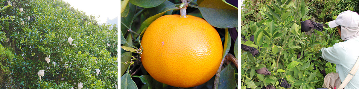 愛媛県産 せとか