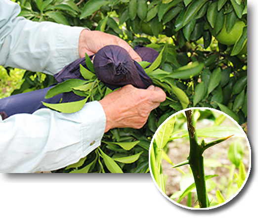 愛媛県産 せとか