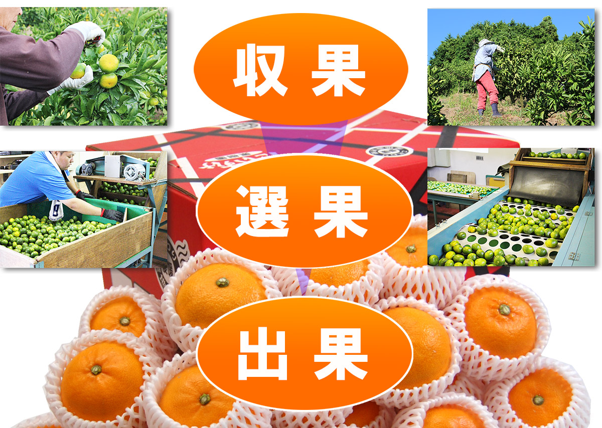 愛媛県産 せとか