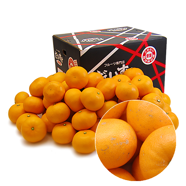 せとか　キズキズ君10ｋｇ