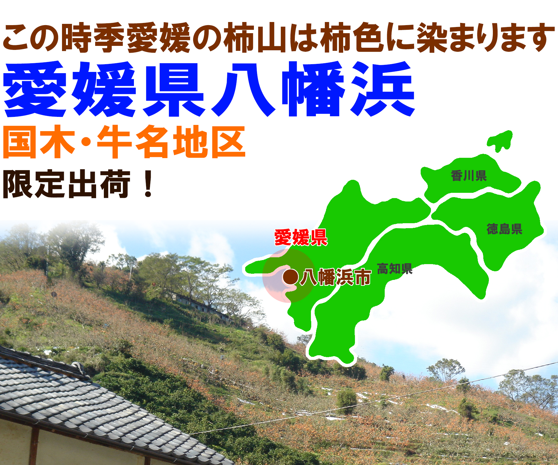 愛媛県産 たねなし柿（刀根・平核無柿）