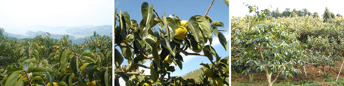 愛媛県産 たねなし柿（刀根・平核無柿）