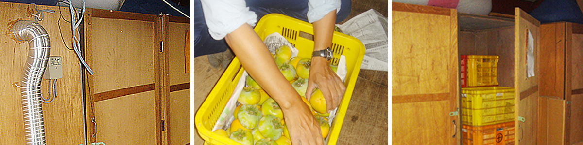 愛媛県産 たねなし柿（刀根・平核無柿）