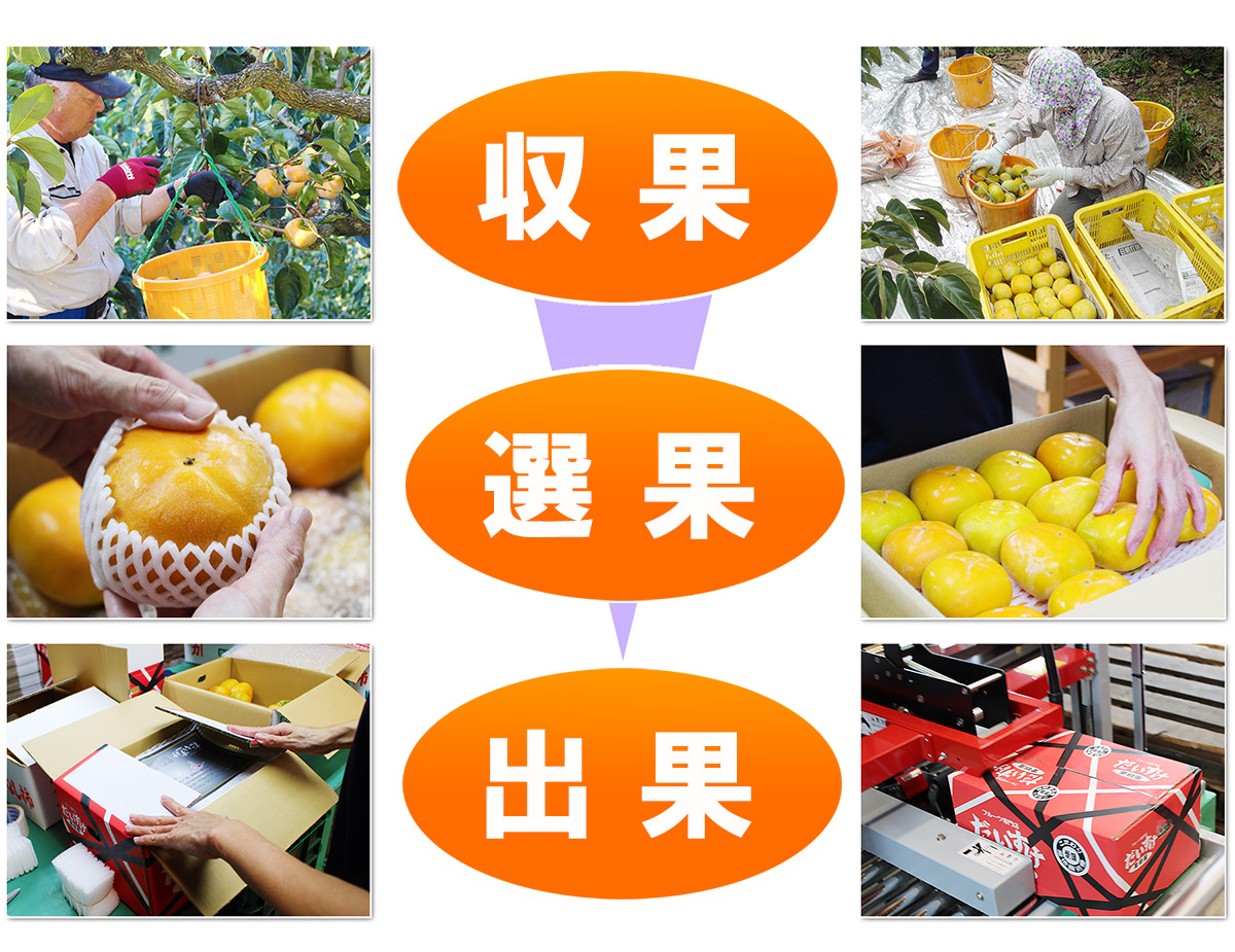 愛媛県産 たねなし柿（刀根・平核無柿）