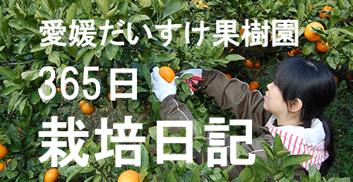 愛媛だいすけ果樹園 メルマガ